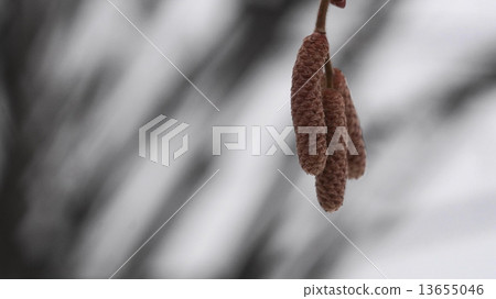birch seeds birch seeds 13655046