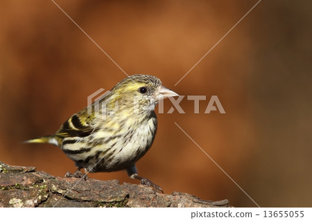 European siskin 13655055