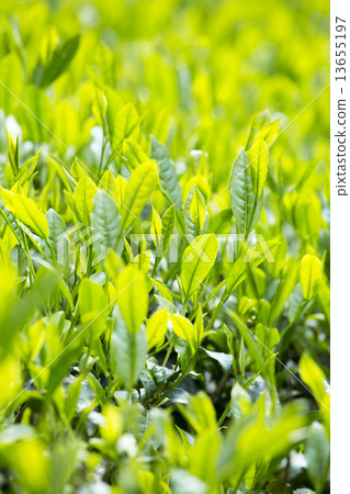 Yabukita茶葉 Yabukita茶葉 13655197