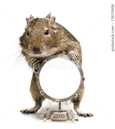 degu rodent playing big drum degu rodent playing big drum 13655606