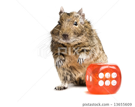 dice game dice game 13655609