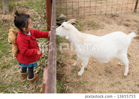 A girl playing with goats 13655755
