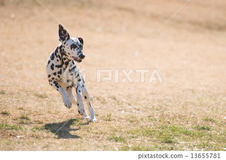 Running Dalmatian Running Dalmatian 13655781