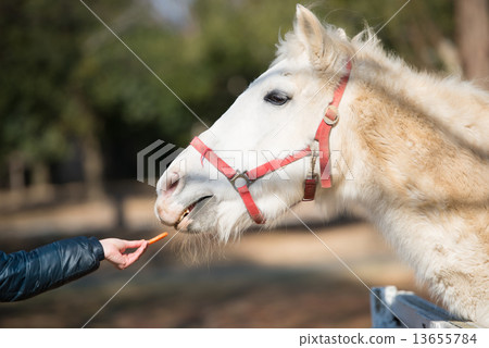 Horses to receive food 13655784