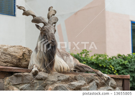 Billygoat 2 13655805