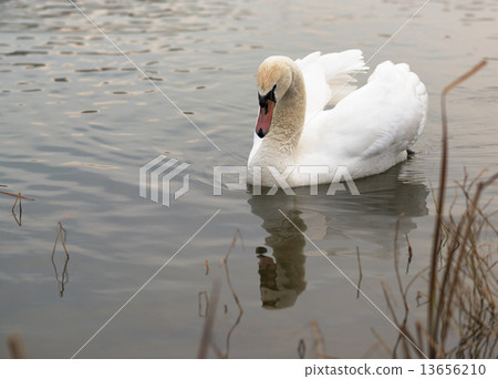 White swan 13656210