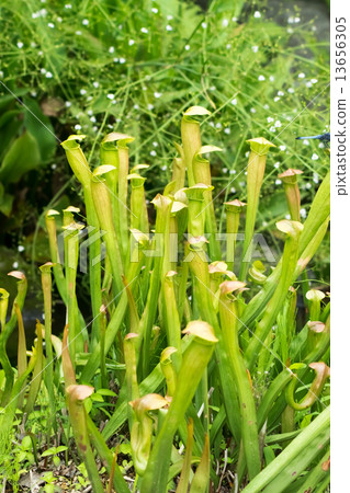 Salacenia · Alata, Salacenianaceae, North America South 13656305