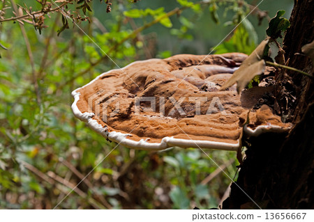 Brown mushrooms in the forest 13656667