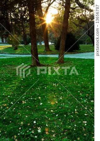 Sunny forest early in the sunset Sunny forest early in the sunset 13656787