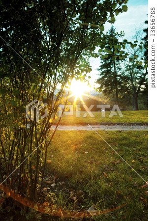 sunset in park sunset in park 13656788