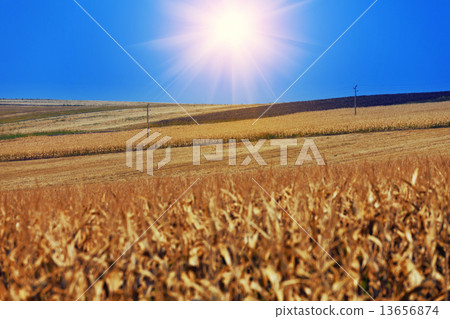 Yellow wheat field under nice sky Yellow wheat field under nice sky 13656874