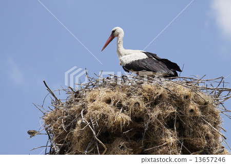 stork and sparrow 13657246