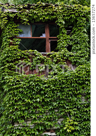 stone wall covered with leaves stone wall covered with leaves 13657274