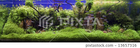 Fish in the aquarium 13657316