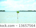 Mangrove sprouts 13657564