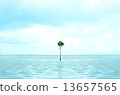 Mangrove sprouts 13657565