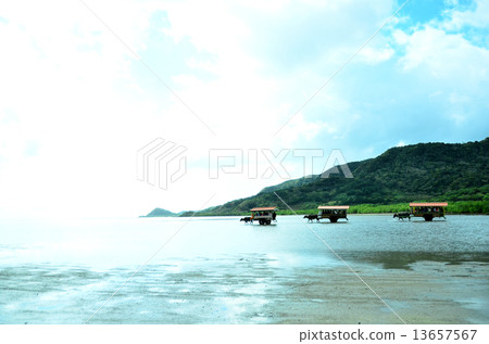 Water buffalo car of Yufu Island Water buffalo car of Yufu Island 13657567