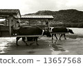 Water buffalo car of Yufu Island 13657568