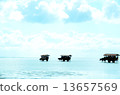 Water buffalo car of Yufu Island 13657569