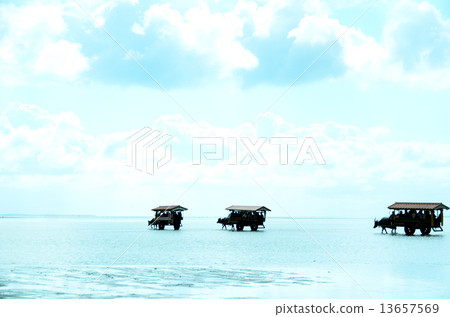 Yufu海島水牛車 13657569