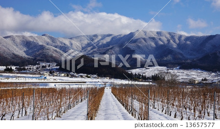 信州高山村釀酒葡萄樹和雪。 13657577