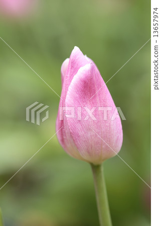Tulip 13657974