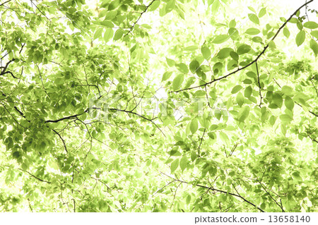 Fresh fresh green image material 13658140