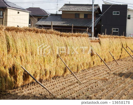 大米交易 13658178