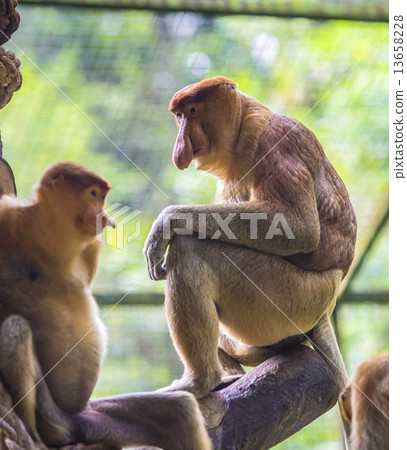 Proboscis monkey. 13658228