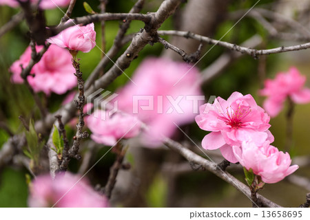 在前主樓的建築物周圍的庭院中綻放著六朵櫻花。櫻花節於4月舉行。 13658695