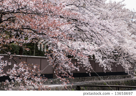 白川櫻花 13658697