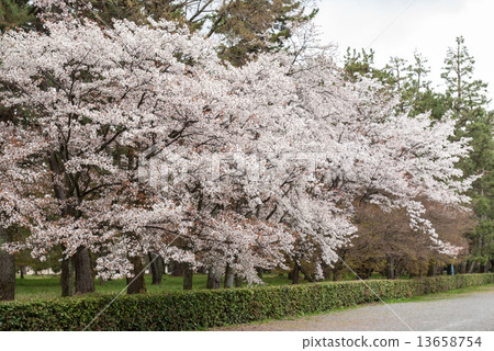 京都Miyuen櫻花 京都Miyuen櫻花 13658754
