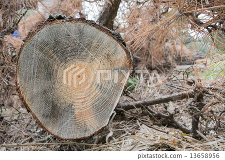 Damage to 'Pine wilt' 9 (Variations of No. 12853072, 12853073) 13658956