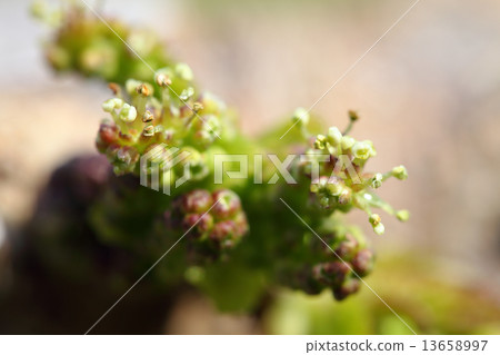 Mulberry flowers Mulberry flowers 13658997