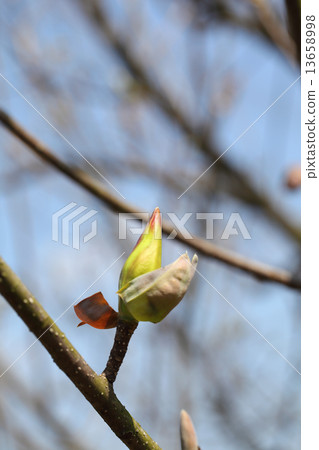 Budding of Lonogi Budding of Lonogi 13658998