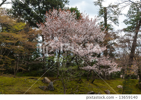 Sen-dong Imperial Park Kitakei的櫻花 13659140