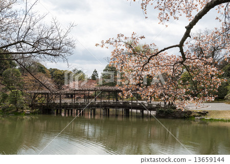 Yachidobashi和櫻花在Minami池塘的Senko皇宮 Yachidobashi和櫻花在Minami池塘的Senko皇宮 13659144
