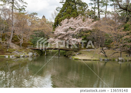 參東故宮大橋和櫻花 13659148