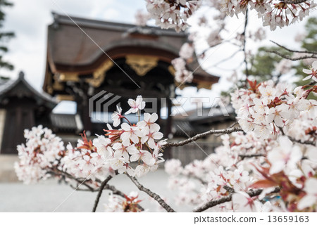 Kyoto Miyuen Sakura and Yushun Men 13659163