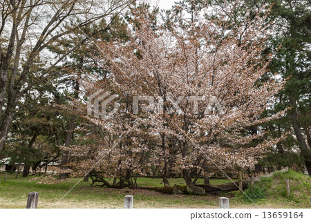 Sakura pine tree at the site of Kyoto gyoen Gakushuin Sakura pine tree at the site of Kyoto gyoen Gakushuin 13659164