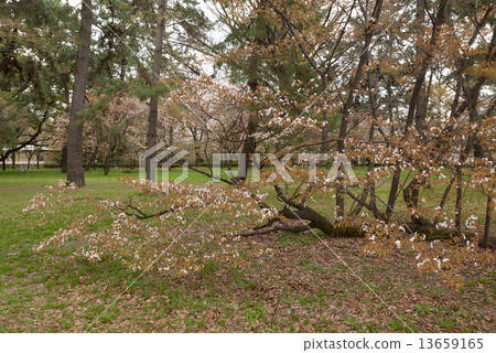 Sakura pine tree at the site of Kyoto gyoen Gakushuin Sakura pine tree at the site of Kyoto gyoen Gakushuin 13659165
