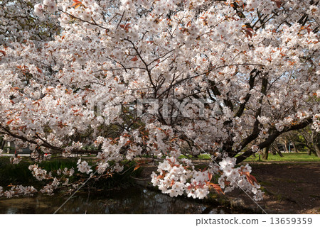 櫻花在京都御苑出口的小川 櫻花在京都御苑出口的小川 13659359