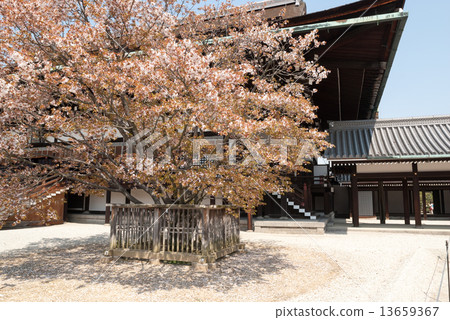 Kyoto Imperial Palace Shrine Plaza Cherry Blossoms 13659367