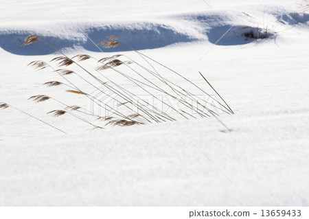 雪地 13659433