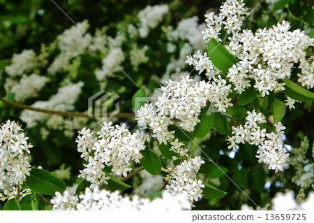 Freshly blooming white, Prepet series 13659725