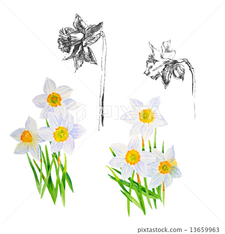 Background with Narcissuses 13659963