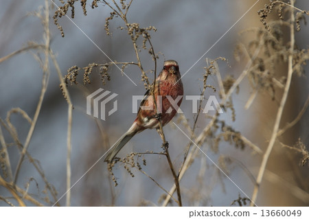 長尾雀 長尾雀 13660049