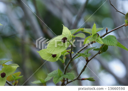 The tree bud of the handkerchief has a brown grain part, so the bracts will become white soon. 13660598