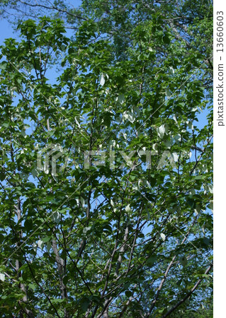 The handkerchief tree bloomed and the bract leaves turned white. 13660603