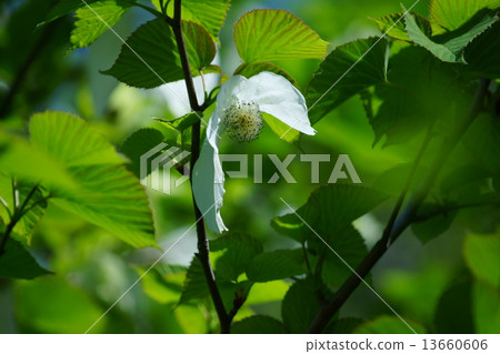 The handkerchief tree bloomed and the bract leaves turned white. 13660606
